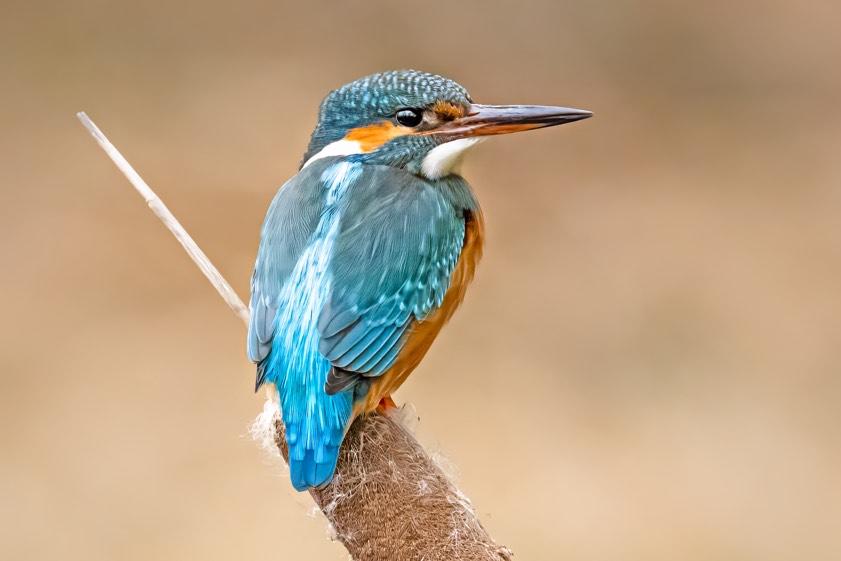 Fotos: Rainer Schaaf