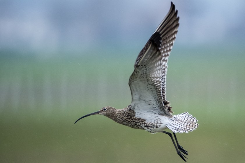 Großer Brachvogel. Foto: Matthias Schwark
