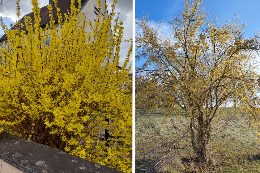 Forsythie (links) und Kornelkirsche (rechts). Fotos: Zagler