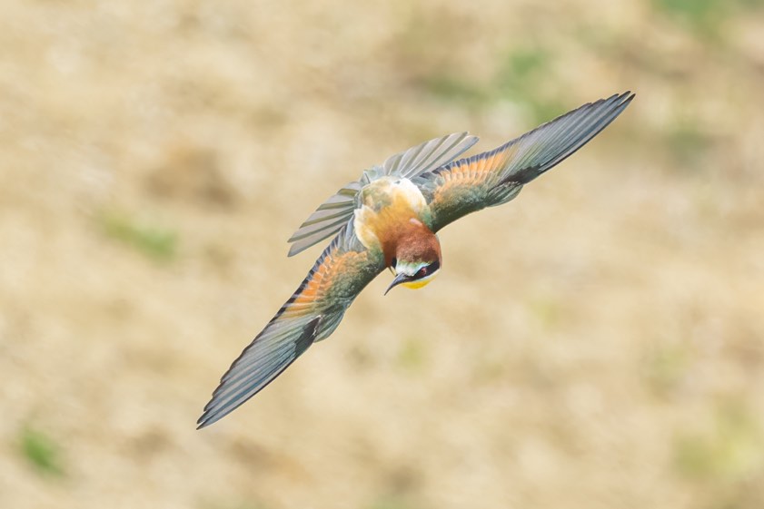Foto: Rainer Schaaf