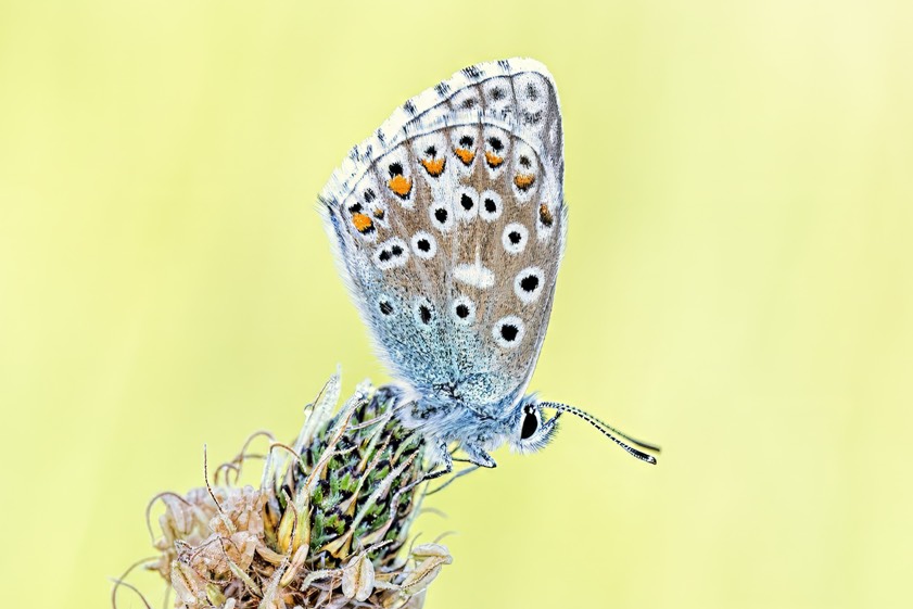 Foto: Rainer Schaaf
